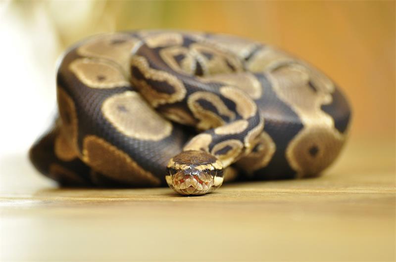 A Guide to Ball Python Health Problems and Solutions 2