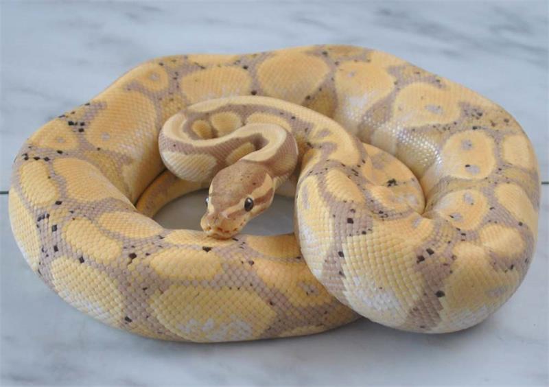 A Guide to Ball Python Health Problems and Solutions 3