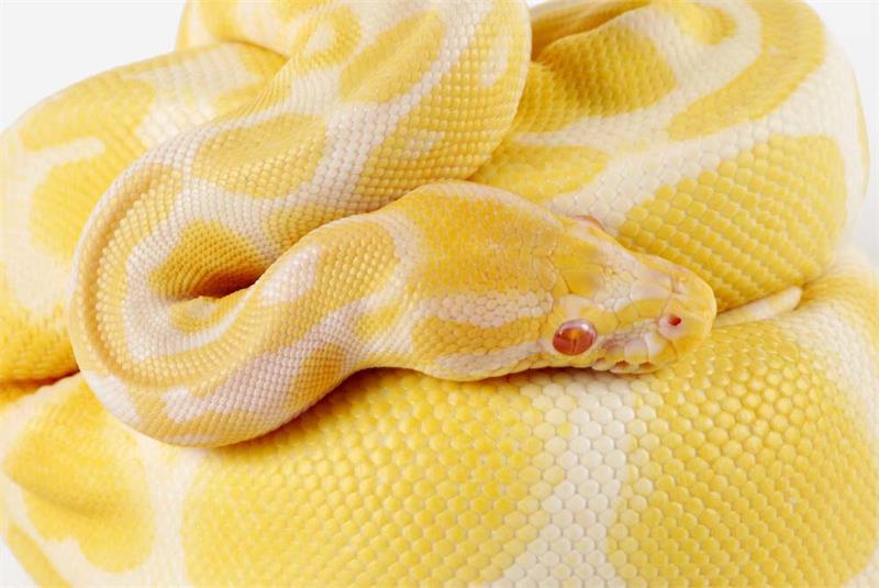 A Guide to Ball Python Health Problems and Solutions