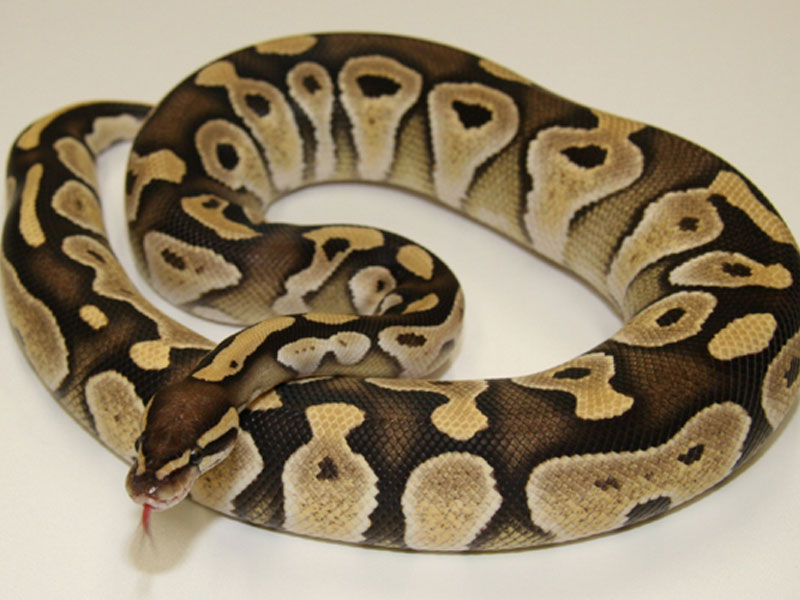 Ball Python Care 101 Everything You Need to Know 2