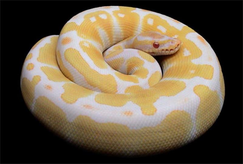 Ball Python Care 101 Everything You Need to Know 3