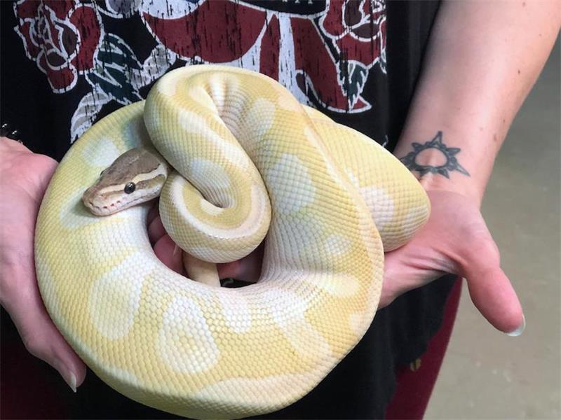 Ball Python Care 101 Everything You Need to Know 4