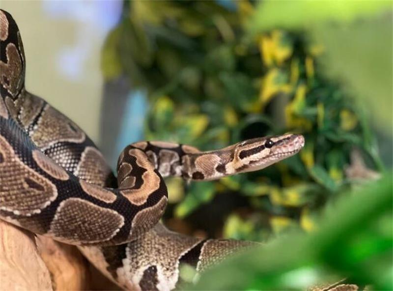 Ball Python Care 101 Everything You Need to Know
