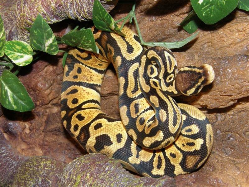 Ball Python Color and Pattern Variations A Breeders Guide 2