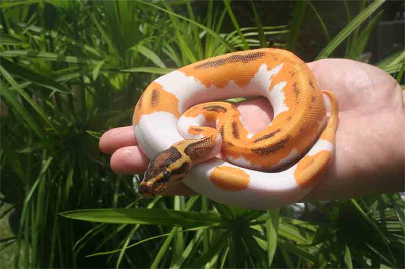 Ball Python Color and Pattern Variations A Breeders Guide 3