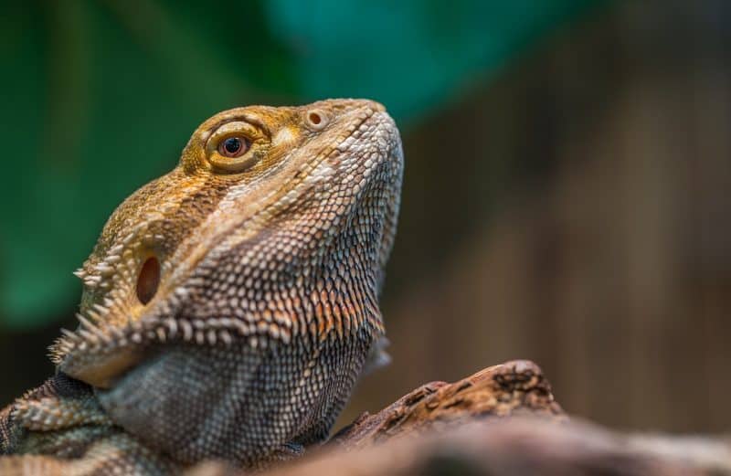 Bearded Dragon Behavior What Do Their Body Language and Sounds Mean 2