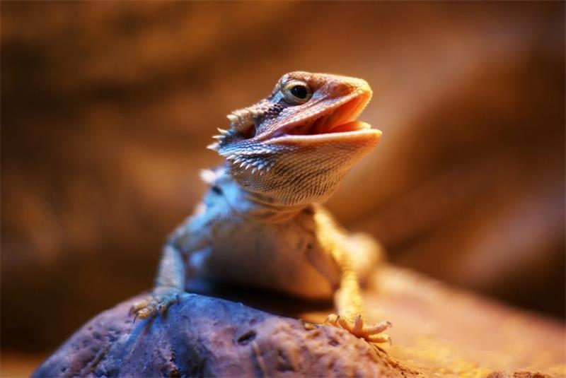 Bearded Dragon Behavior What Do Their Body Language and Sounds Mean