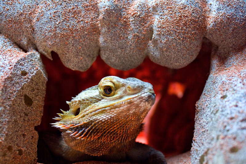 Bearded Dragon Cost How Much Does It Cost to Own a Bearded Dragon 2