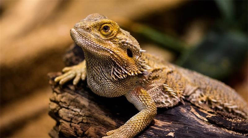 Bearded Dragon Cost How Much Does It Cost to Own a Bearded Dragon 3