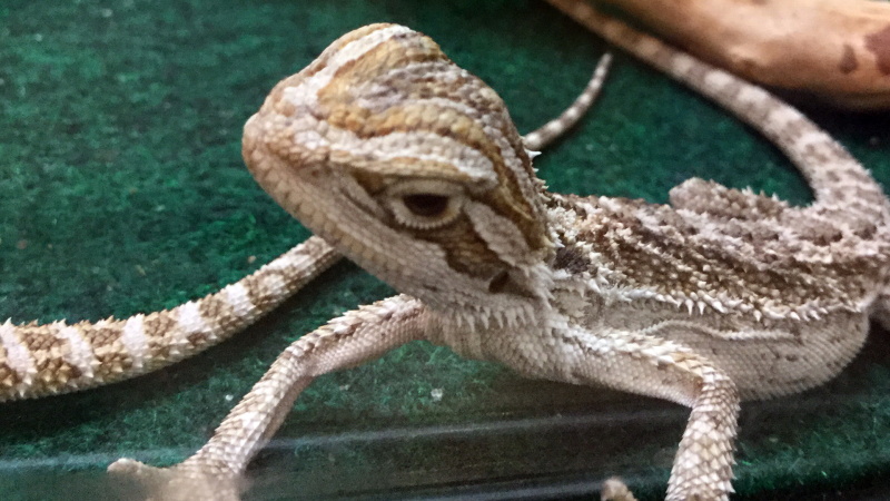 Bearded Dragon Cost How Much Does It Cost to Own a Bearded Dragon 4