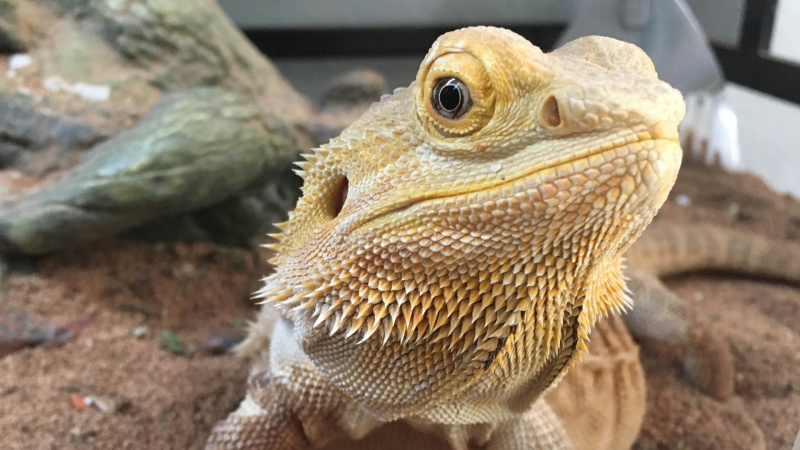 Bearded Dragon Cost How Much Does It Cost to Own a Bearded Dragon 5
