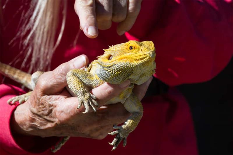 Bearded Dragon Facts Everything You Need to Know About These Amazing Reptiles 2