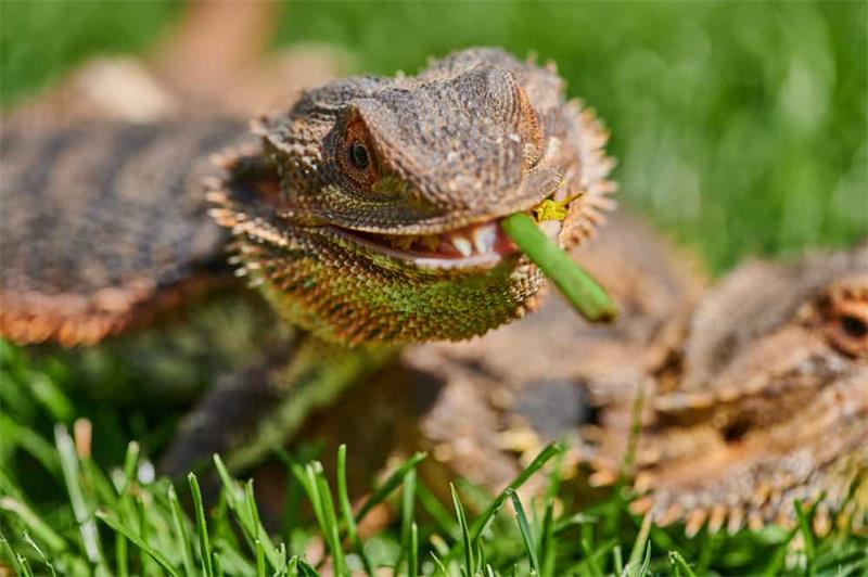 Bearded Dragon Facts Everything You Need to Know About These Amazing Reptiles 3