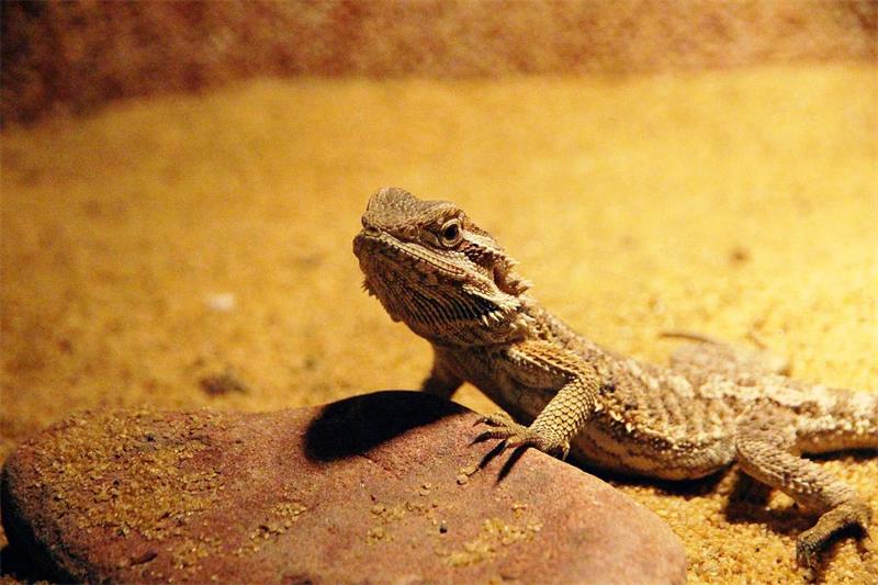 Bearded Dragon Facts Everything You Need to Know About These Amazing Reptiles 4