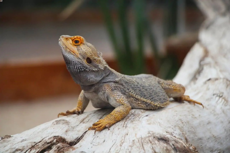 Bearded Dragon Lifespan How Long Do They Live and How to Extend Their Life Expectancy 2