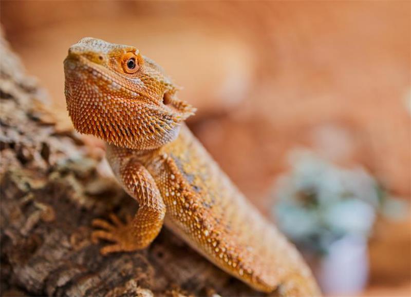 Bearded Dragon Lifespan How Long Do They Live and How to Extend Their Life Expectancy 3