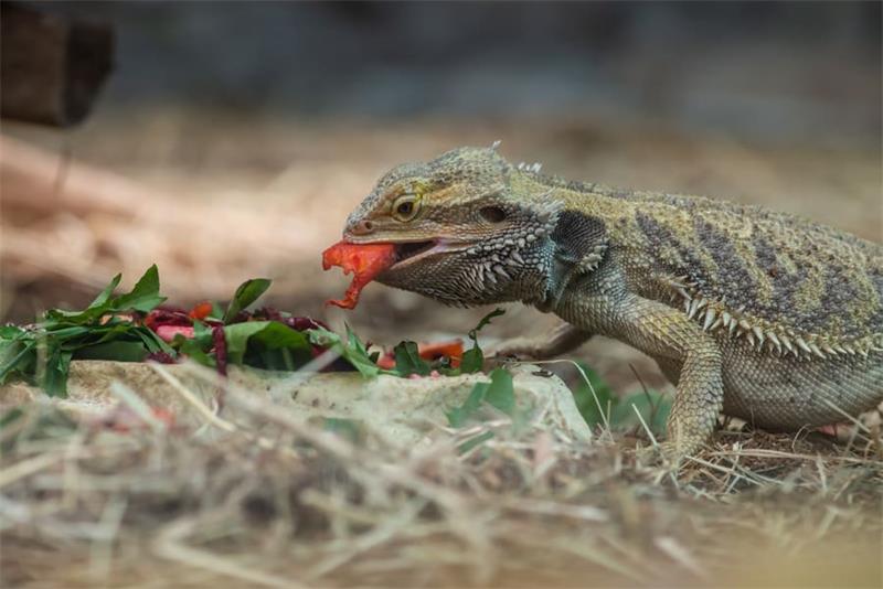 Bearded Dragon Lifespan How Long Do They Live and How to Extend Their Life