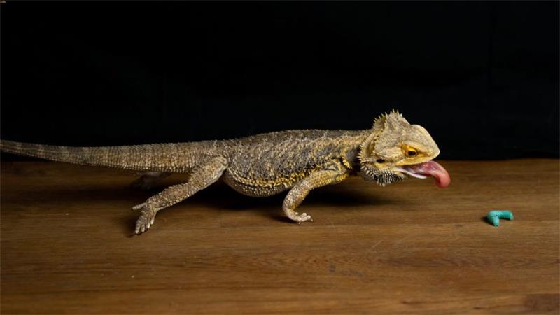 Bearded Dragon Lifespan How Long Do They Live and How to Extend Their Life