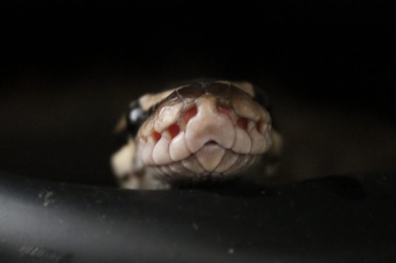 Does a Ball Python Bite Hurt 3