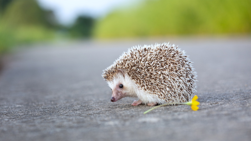 Hedgehog Care Tips for Feeding Handling and Socialising Your Spiky Pet 2