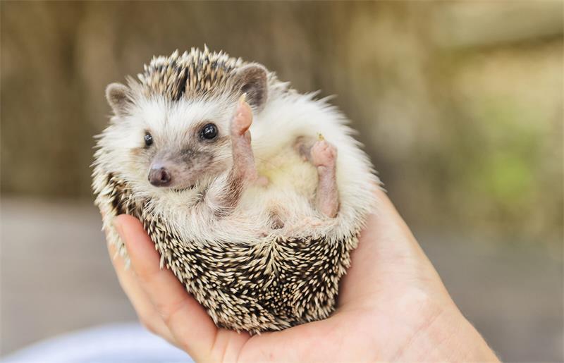 Hedgehog Care Tips for Feeding Handling and Socialising Your Spiky Pet 3