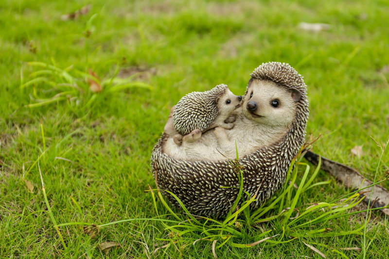 Hedgehog Care Tips for Feeding Handling and Socialising Your Spiky Pet 4