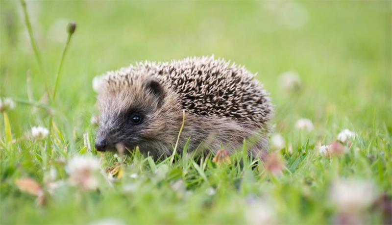 Hedgehog Care Tips for Feeding Handling and Socialising Your Spiky Pet 5