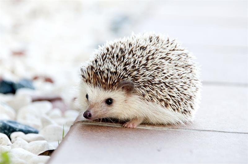 Hedgehog Care Tips for Feeding Handling and Socialising Your Spiky Pet