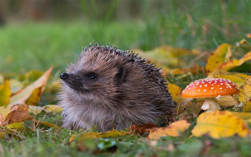 How The Changing Seasons Affect Hedgehog Hibernation Patterns and What This Means for Their Survival 2