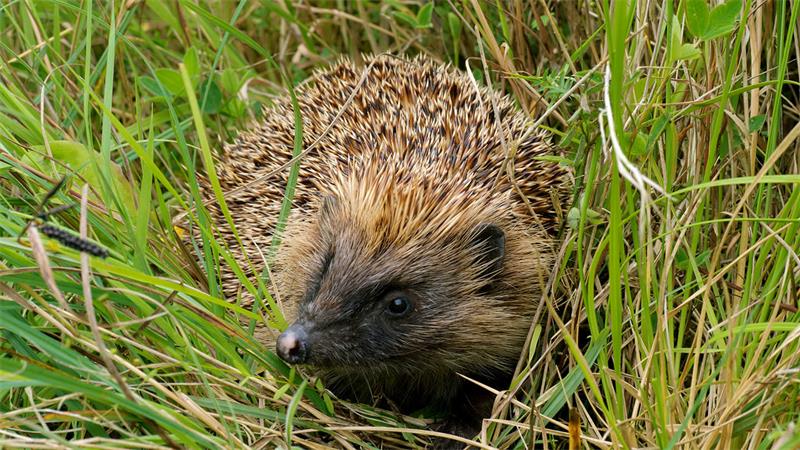 How The Changing Seasons Affect Hedgehog Hibernation Patterns and What This Means for Their Survival 3