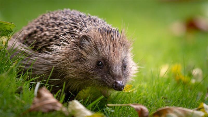 How The Changing Seasons Affect Hedgehog Hibernation Patterns and What This Means for Their Survival 4