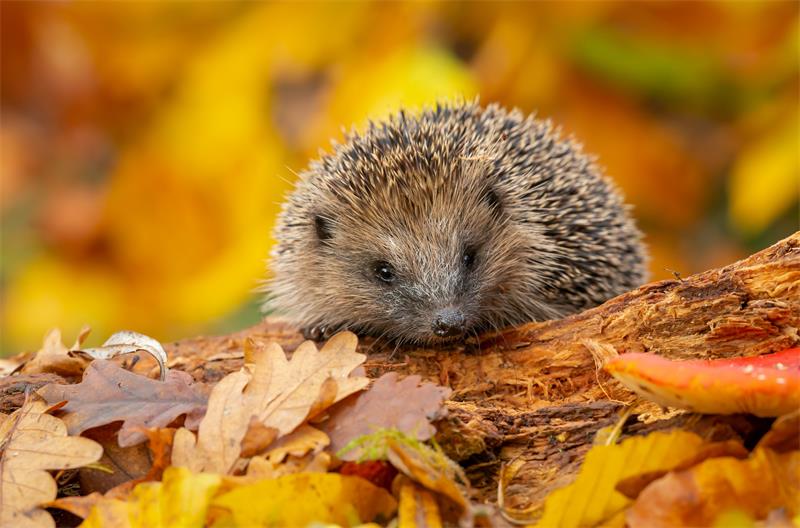 How The Changing Seasons Affect Hedgehog Hibernation Patterns and What This Means for Their Survival