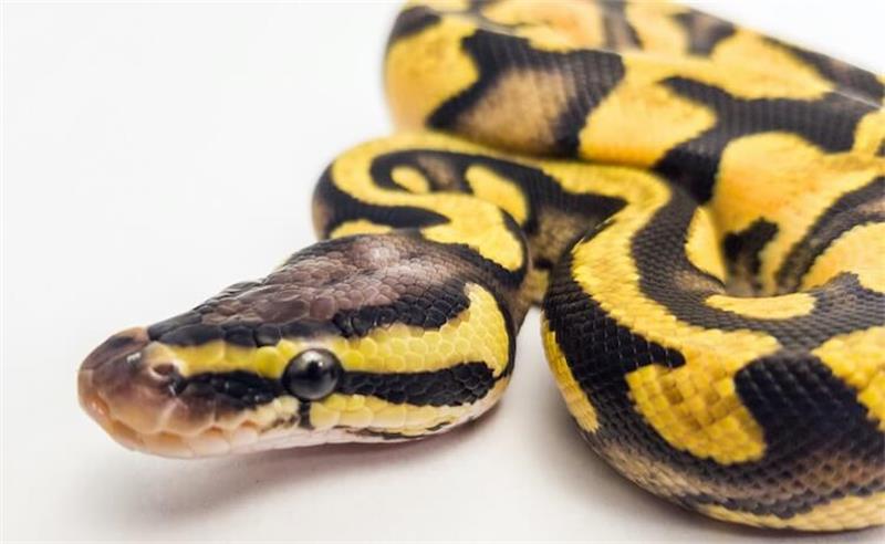 How to Breed and Hatch Ball Pythons 1