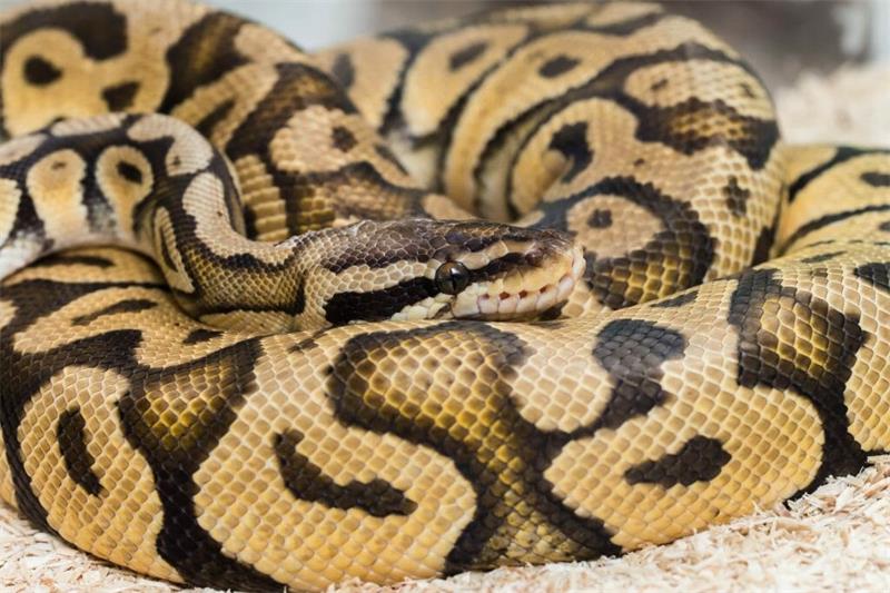 How to Breed and Hatch Ball Pythons