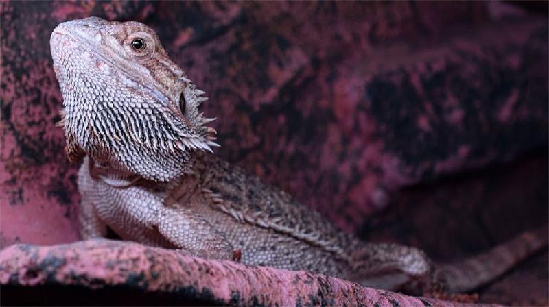 How to Care for Bearded Dragon Babies1