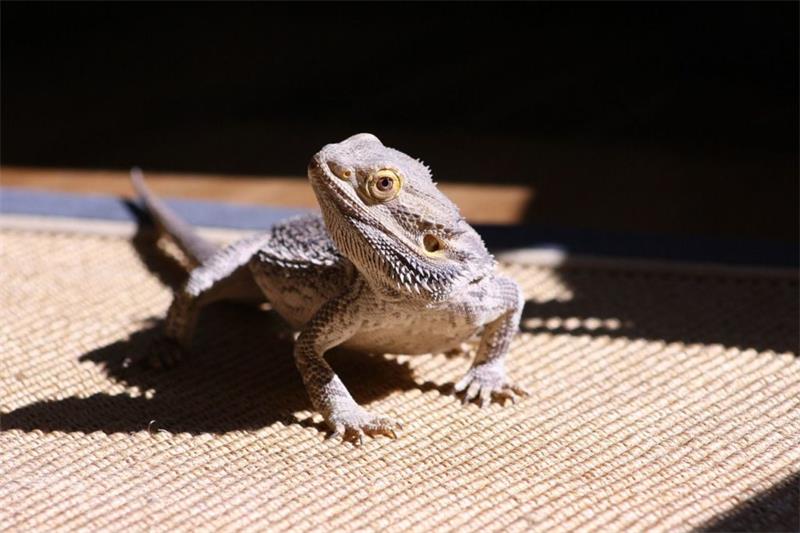 How to Care for Bearded Dragon Babies2