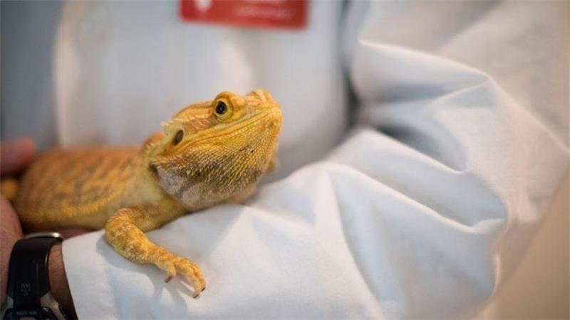 How to Care for Bearded Dragon Babies4