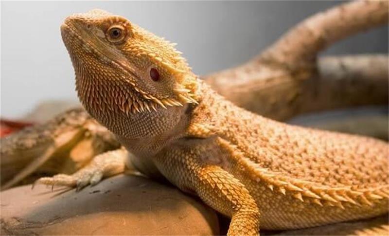 How to Care for Bearded Dragon Babies5