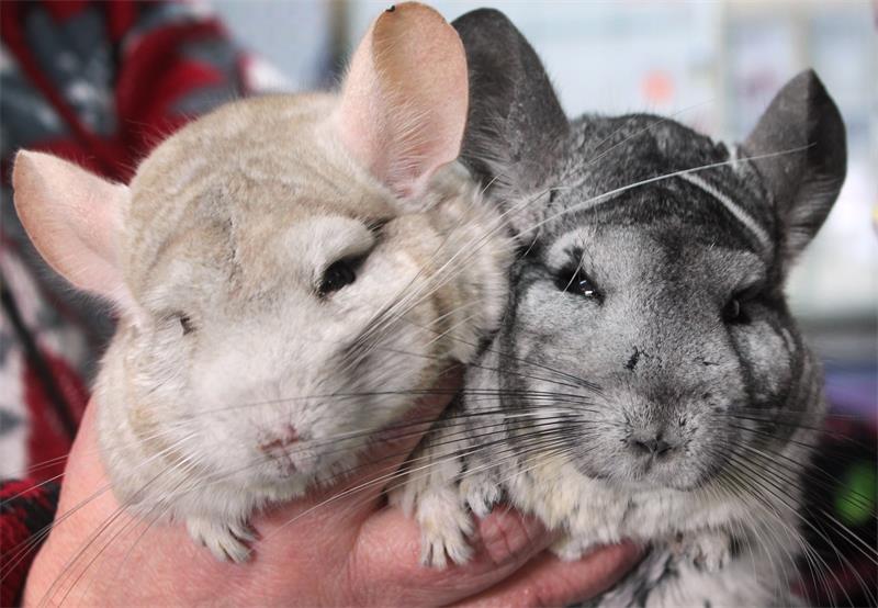 How to Choose A Healthy Chinchilla as A Pet