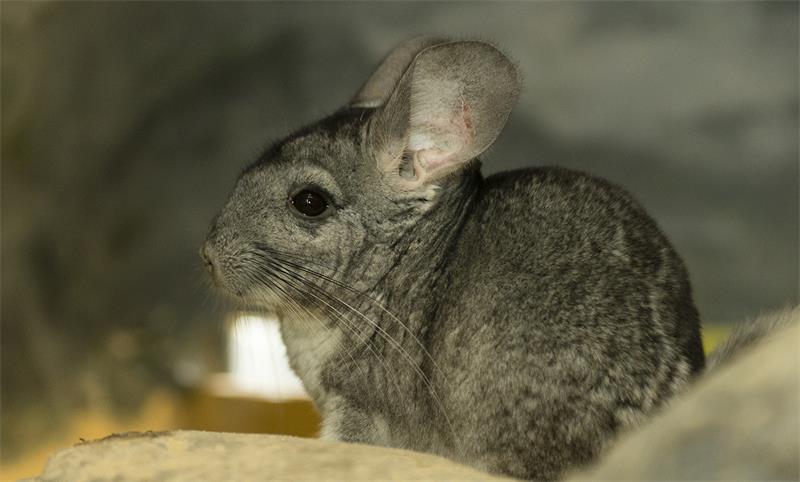 How to Choose A Healthy Chinchilla as A Pet 2