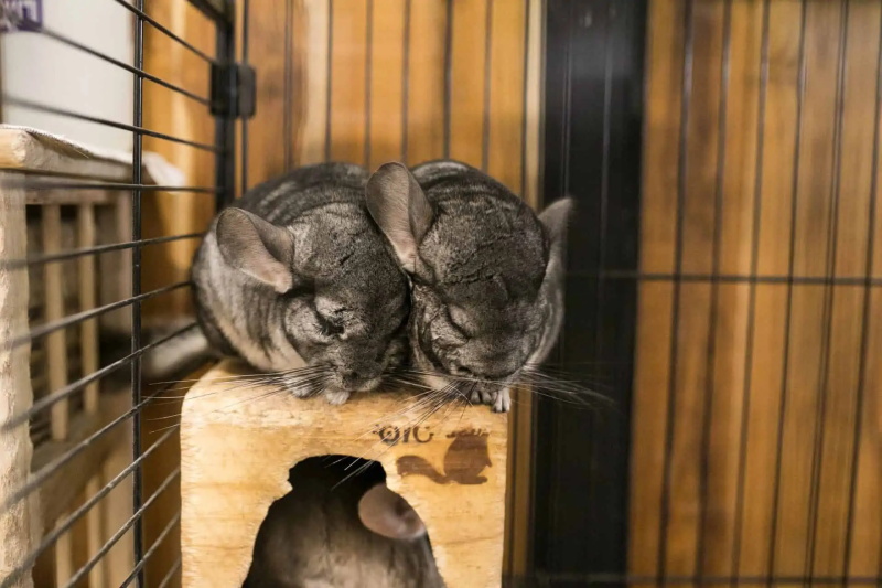 How to Choose A Healthy Chinchilla as A Pet 3