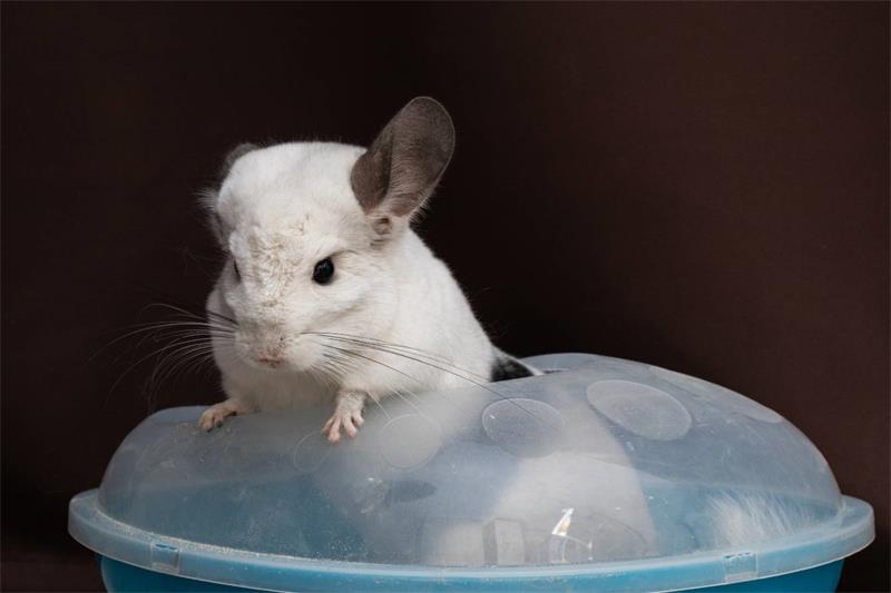 How to Choose A Healthy Chinchilla as A Pet 4