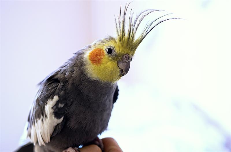 How to Choose the Best Pet Bird for Beginners 5