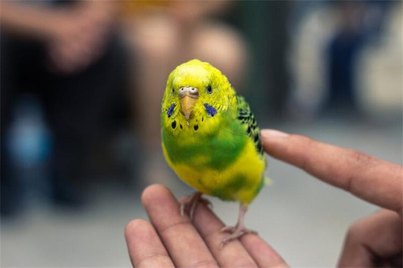 How to Choose the Best Pet Bird for Beginners 6