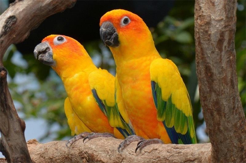 How to Choose the Best Pet Bird for Beginners