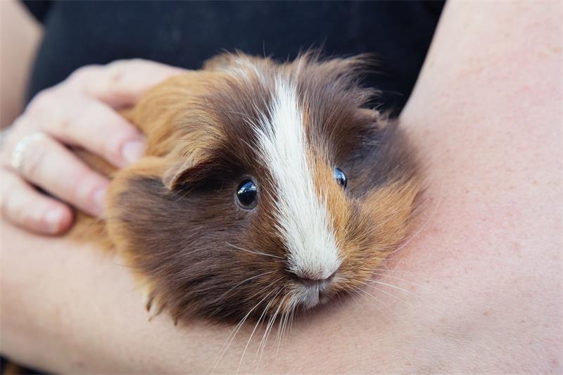 How to Deal With Common Behavioral Issues in Guinea Pigs 2