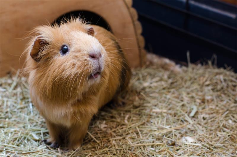 How to Deal With Common Behavioral Issues in Guinea Pigs 3