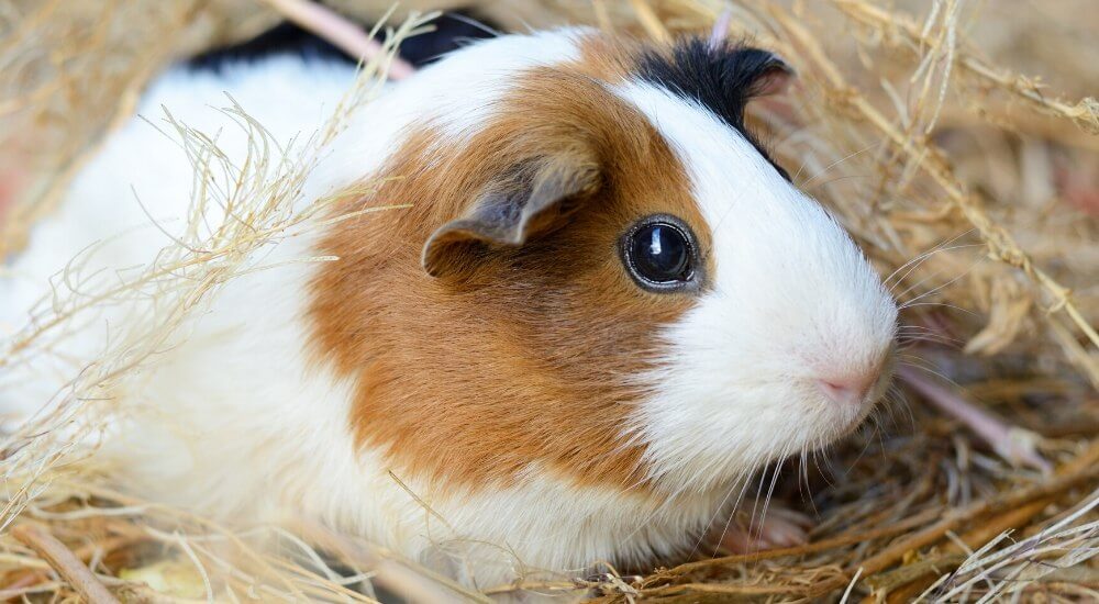 How to Deal With Common Behavioral Issues in Guinea Pigs 4