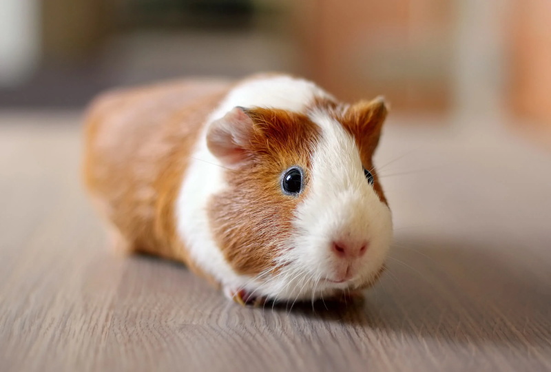 How to Deal With Common Behavioral Issues in Guinea Pigs