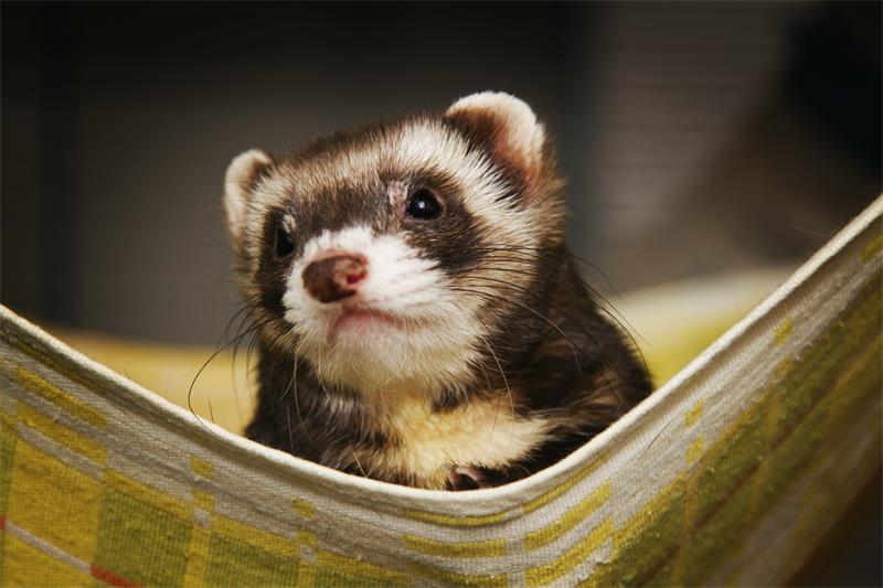 How to Deal with Aggressive Ferrets A Comprehensive Guide